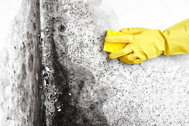 Best Emergency Mold Removal  in Sheldon, IA